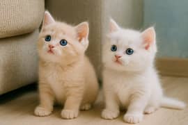 Cream aur White Kittens