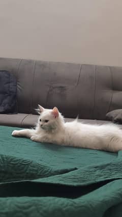 Persian Healthy active and extra playful kitten.
