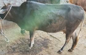 Eid
