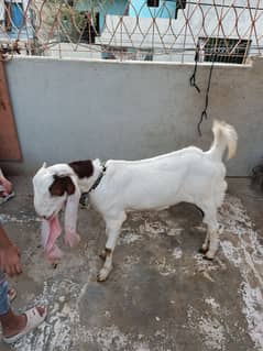 gulabi nasal bakri 11 months
