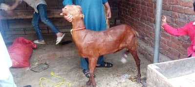 2 dant khasi bakra