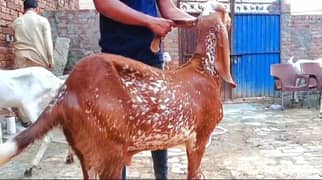 Makhi Cheena | Rajanpuri | Qurbani 2025 | Vaccinated Bakray
