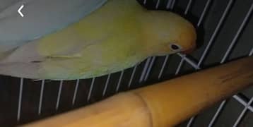 decino