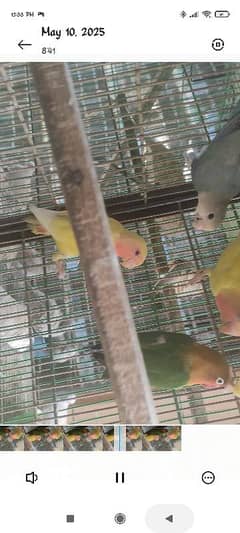 lovebird