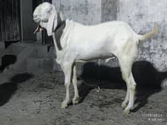 beautiful Qurbani