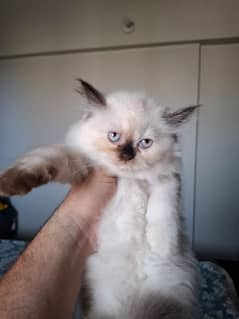 Persian