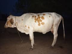 Qurbanii Best Deal. . 0 306 *6635*291*weight 3.5 munn confirm
