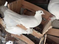 white Indian lucka kbotr 3pair 03047984840