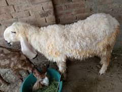 Best For Qurbani 2025 03116287071