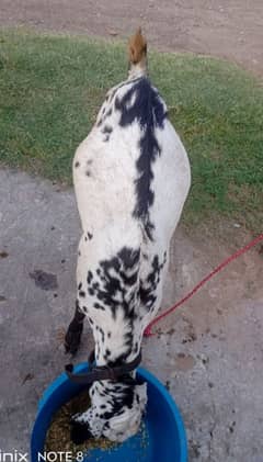 Bakra