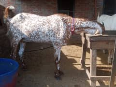 qurbani 2025 k lia path available hai