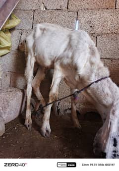 Qurbani