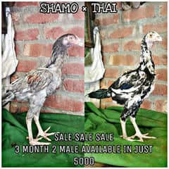 3 month Aseel Thai Chicks available