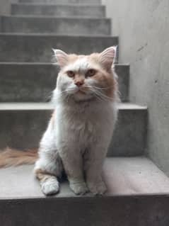 persian male for sale