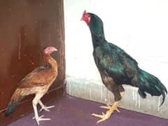 Pure Aseel Mianwali Breeder Pair for Sale