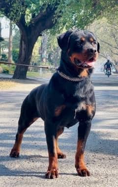 rottweiler