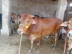 2 Bachry for Sale