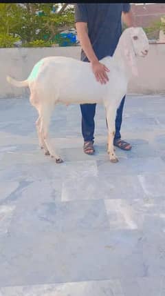 qurbani KY bakry for sale