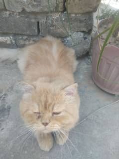 persian