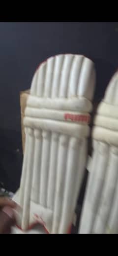 Cricket