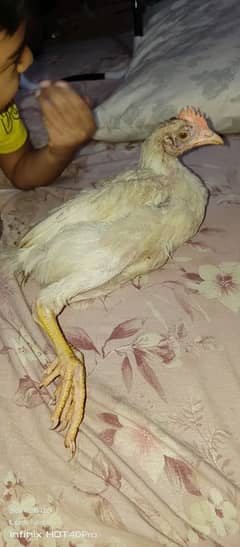 gr