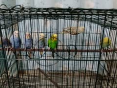 budgie parrot
