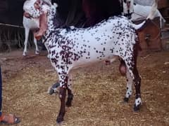 Desi Bakra/ 2 Dant Bakra/ Bakry/ Goat /Qurbani 2025