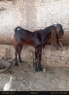 jora qurbani k liye available hy