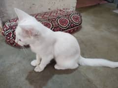 Persian cat