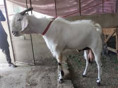Bakra for sell