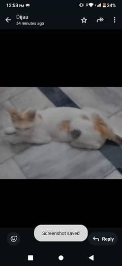 kitten