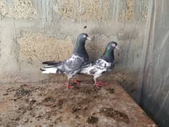 teddy pair available in surjani town
