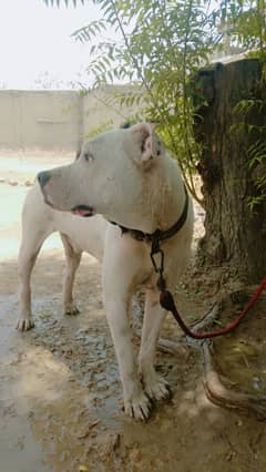 boly
