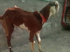 Desi Goat | Qurbani Ka Bakra | goat / Bakra / بکرا
