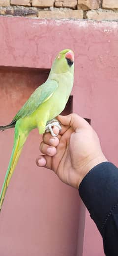 Taking Parrot full active for sale