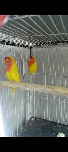 Parblue Split Eno pair  Lotino pair breder