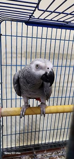african grey