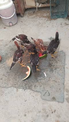Aseel Pattha