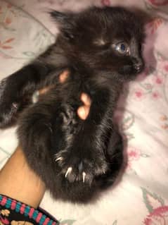 Dark Brown Persian double coat up for adoption