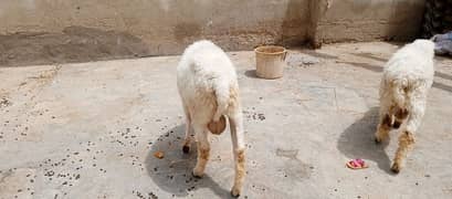 qurban