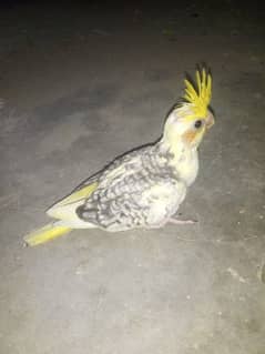 Australian