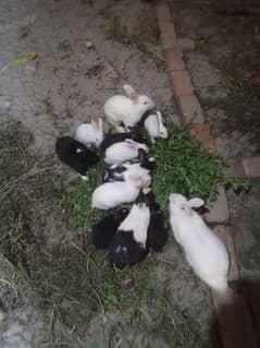 rabbit
