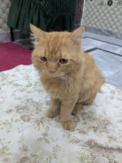 persian cat Age 1 year