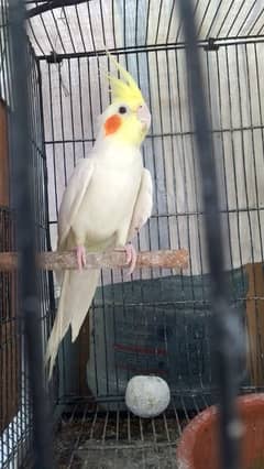 cocktail parrot for sale