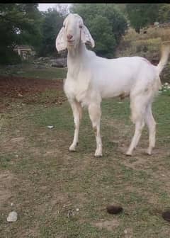 qurbani