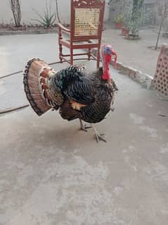 turkey