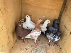 pigeons