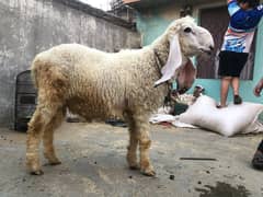 qurbani