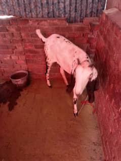 qurbani k lie bakri for sale