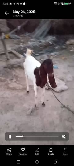 Four Goats